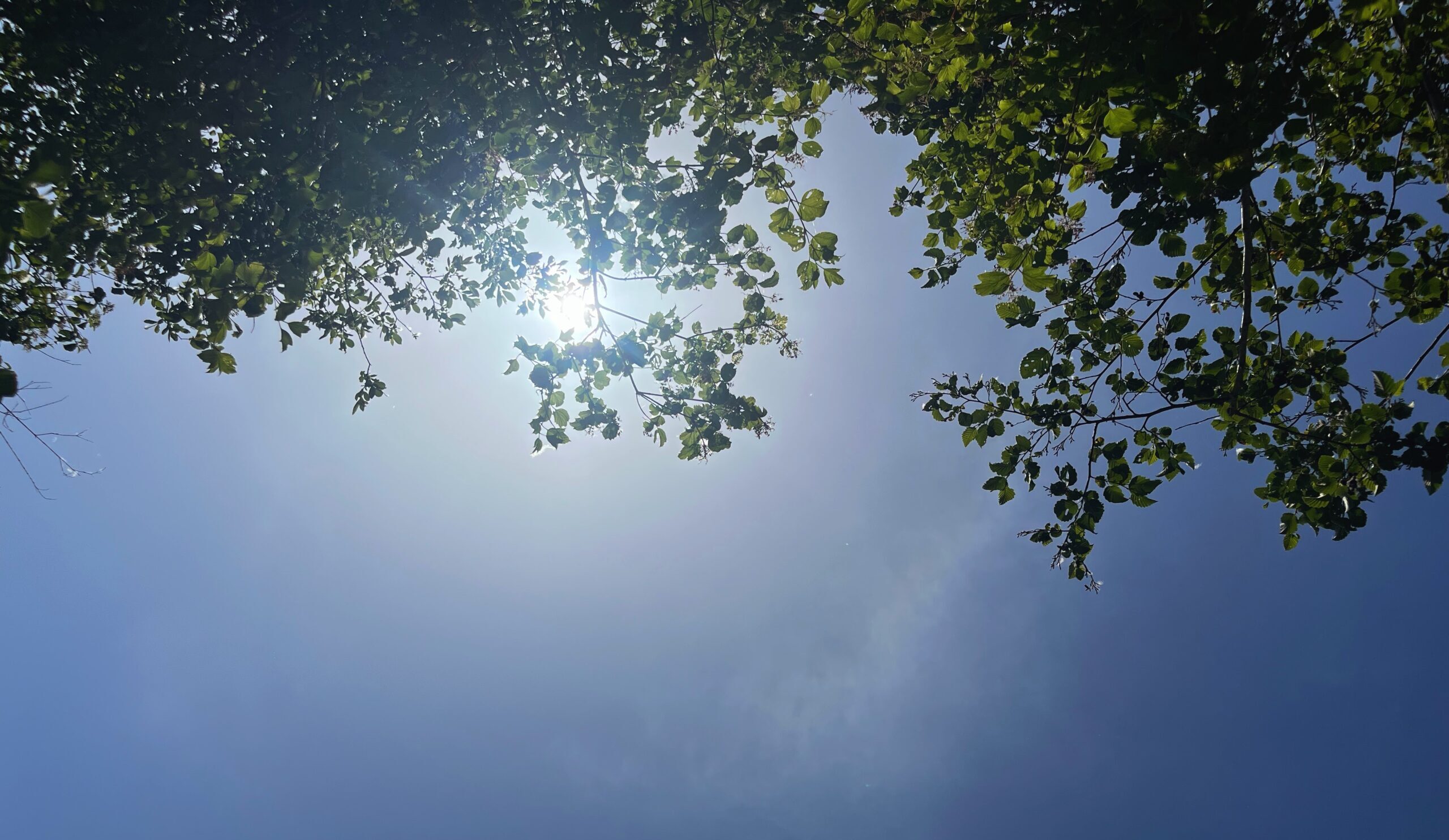 Femme respirant sous les arbres, en lumière naturelle